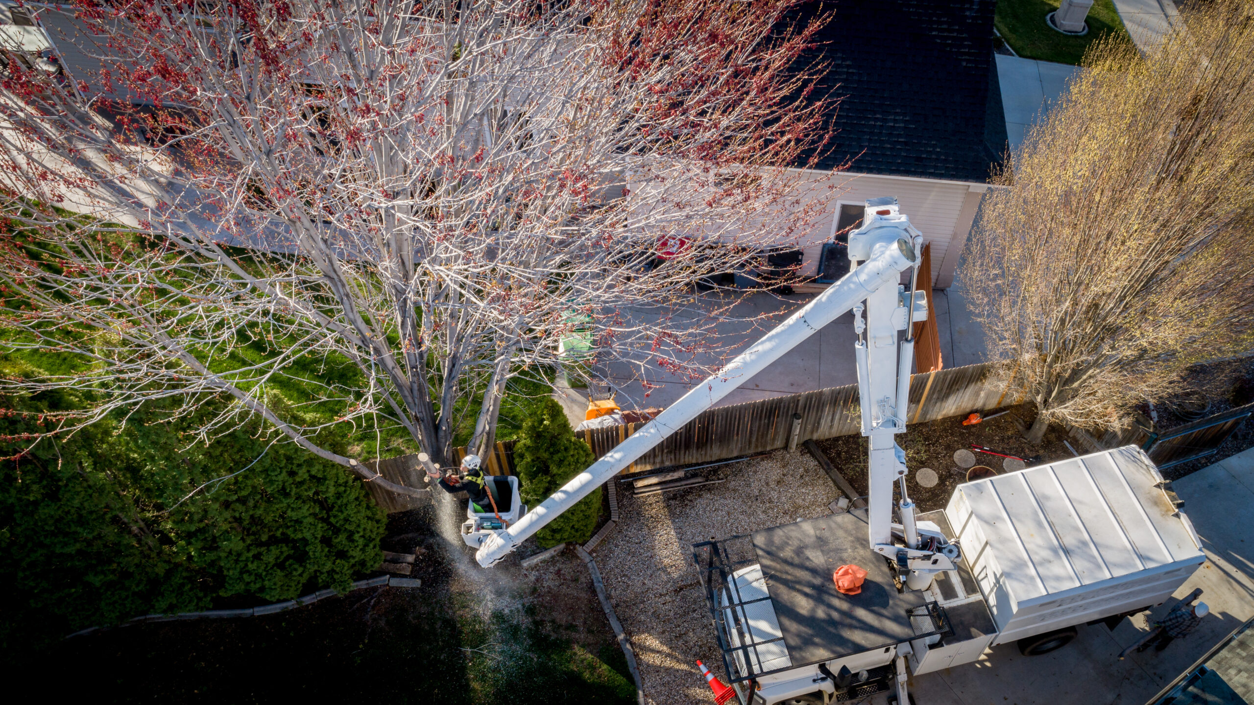 Skyline Tree Service llc gallery 9